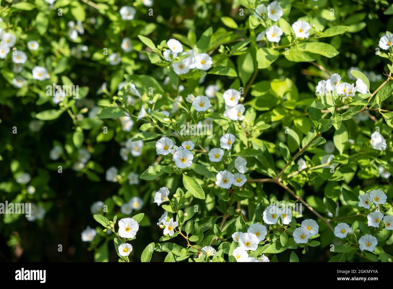 Lycianthes rantonnetii, der Weißkartoffelstrauch oder Paraguayischer Nachtschatten. Süßkartoffelbusch blühende Pflanze, weiße Blumen Hintergrund, wild, frisch, Evergr Stockfoto