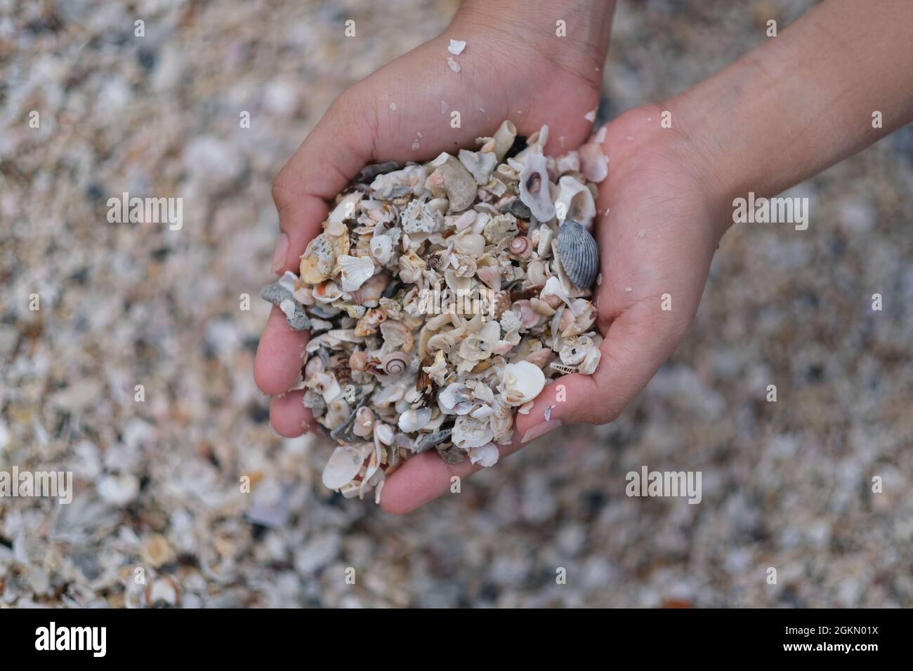 Sand und kleine Muscheln werden von weiblichen Händen gegriffen und freigegeben Stockfoto