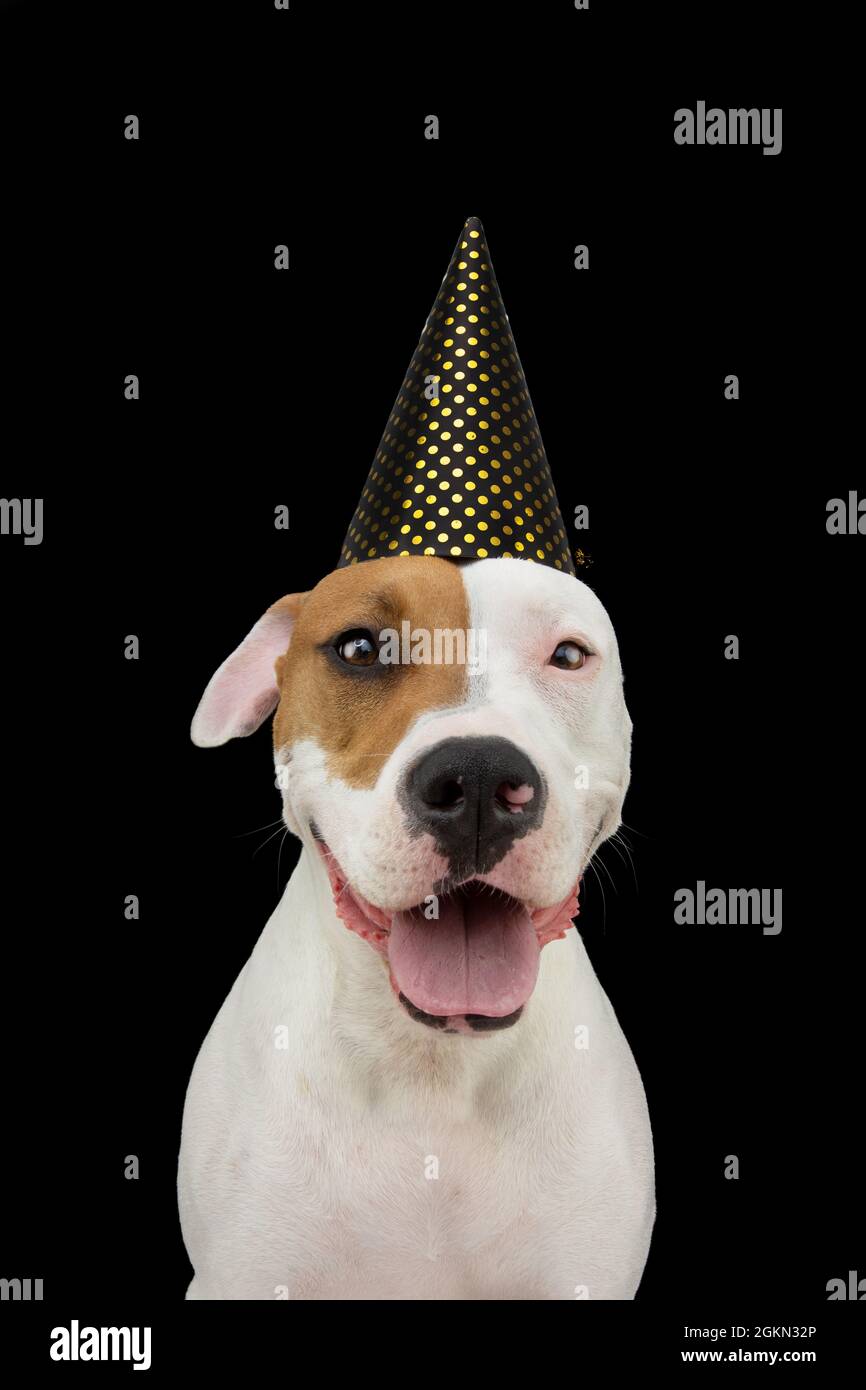 American staffordshire Hund trägt einen Partyhut zu feiern Neujahr oder Karneval. Stockfoto