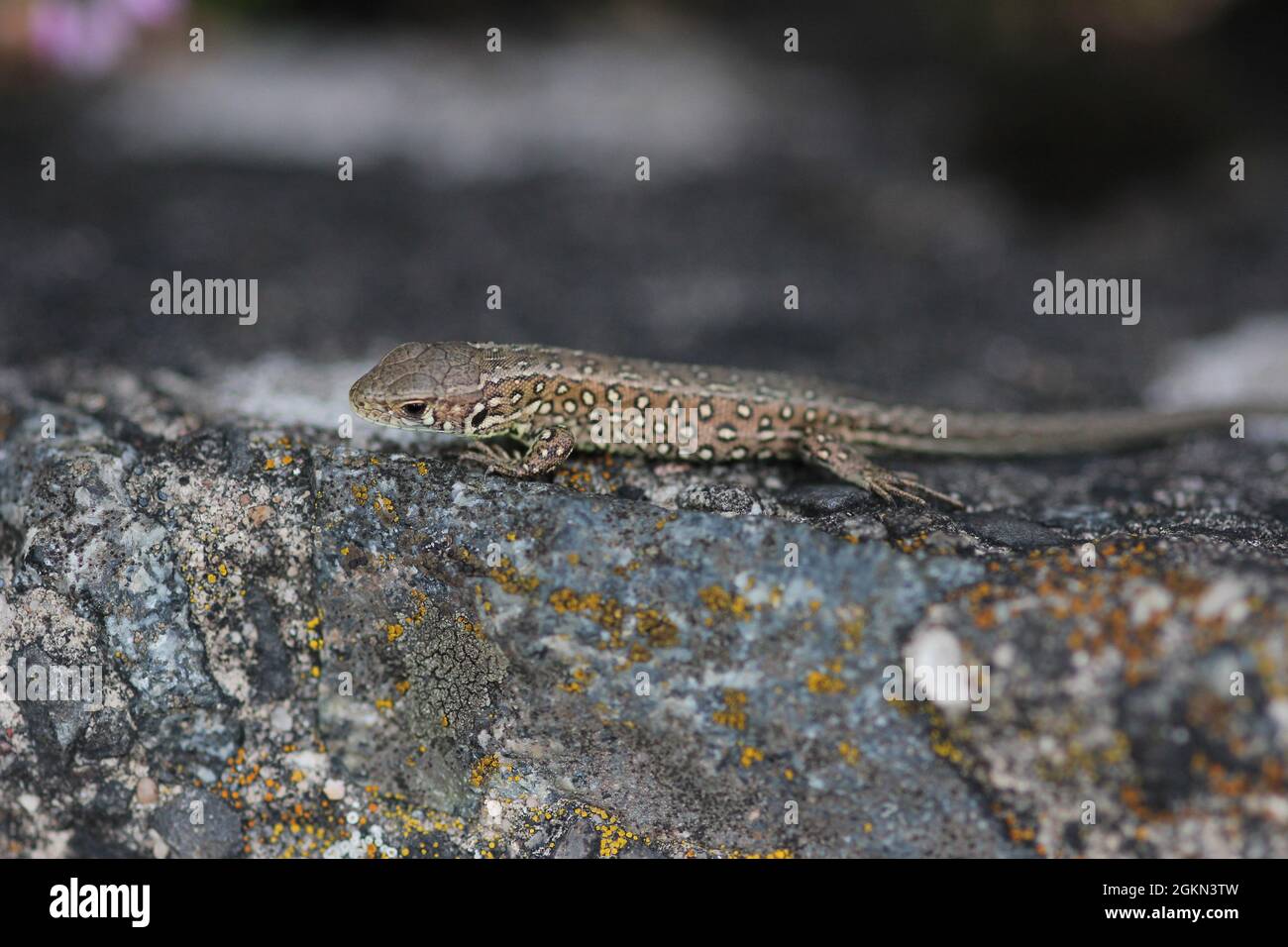 Juvenile Sand Lizard, Lacerta agilis, an einem Waldrand bei Borkenberge, Deutschland Stockfoto