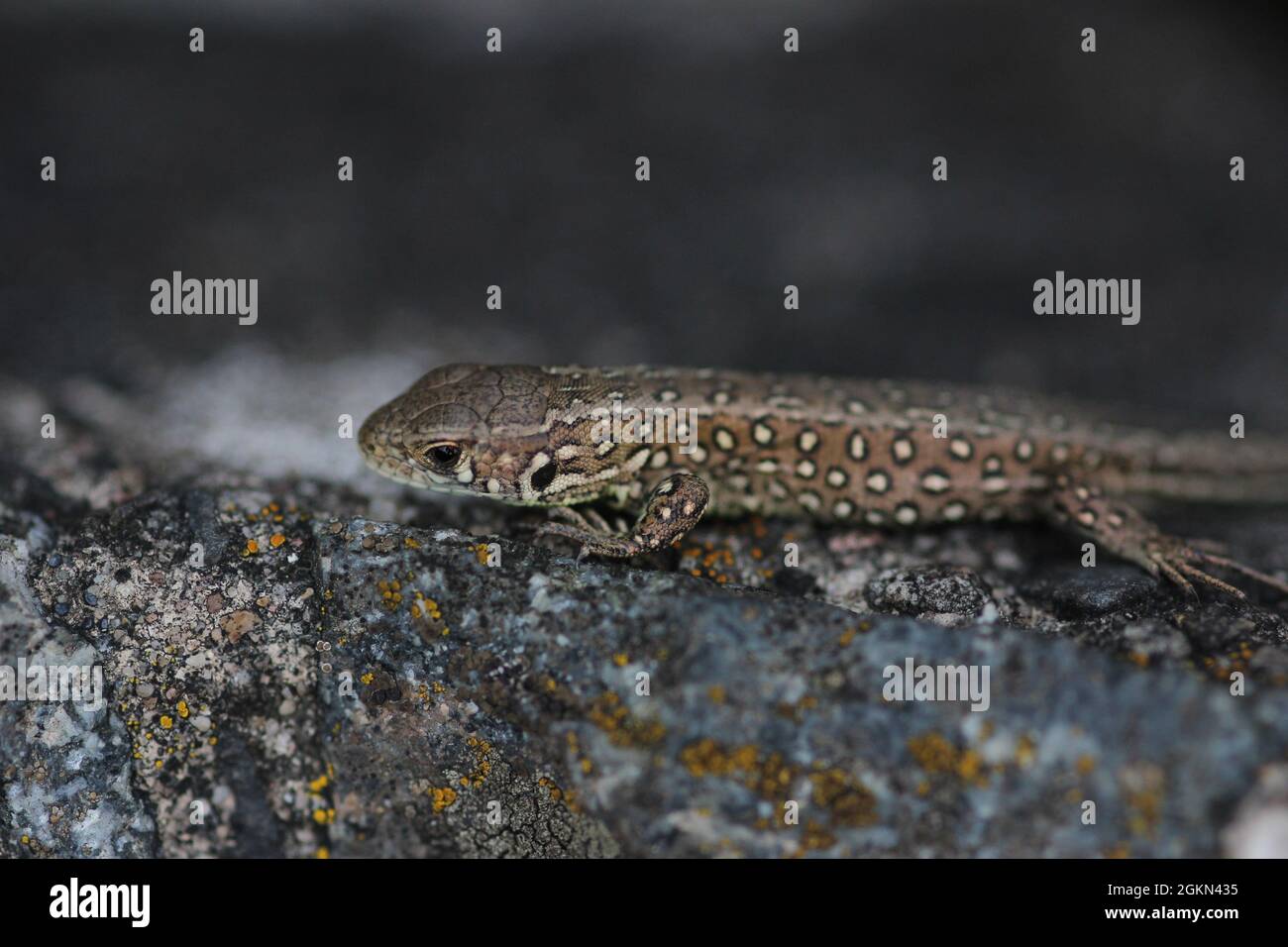 Juvenile Sand Lizard, Lacerta agilis, an einem Waldrand bei Borkenberge, Deutschland Stockfoto