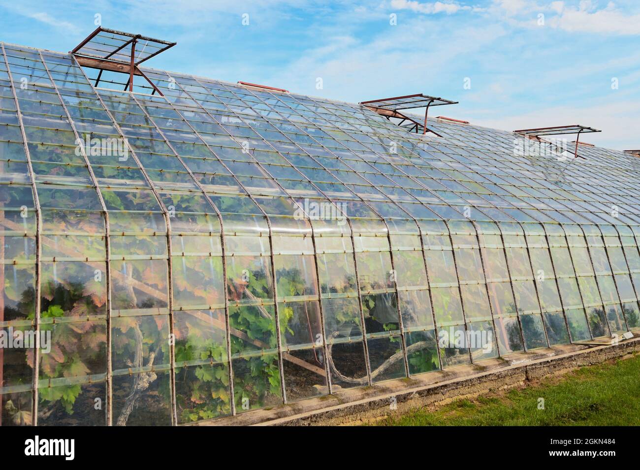 Trauben in Hoeilaart, Belgien Stockfoto