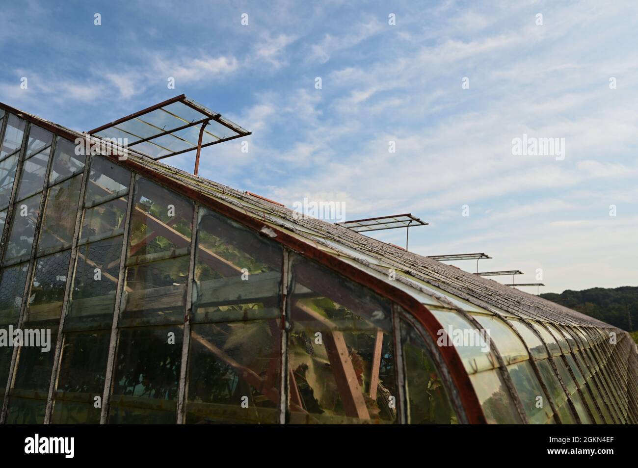 Trauben in Hoeilaart, Belgien Stockfoto