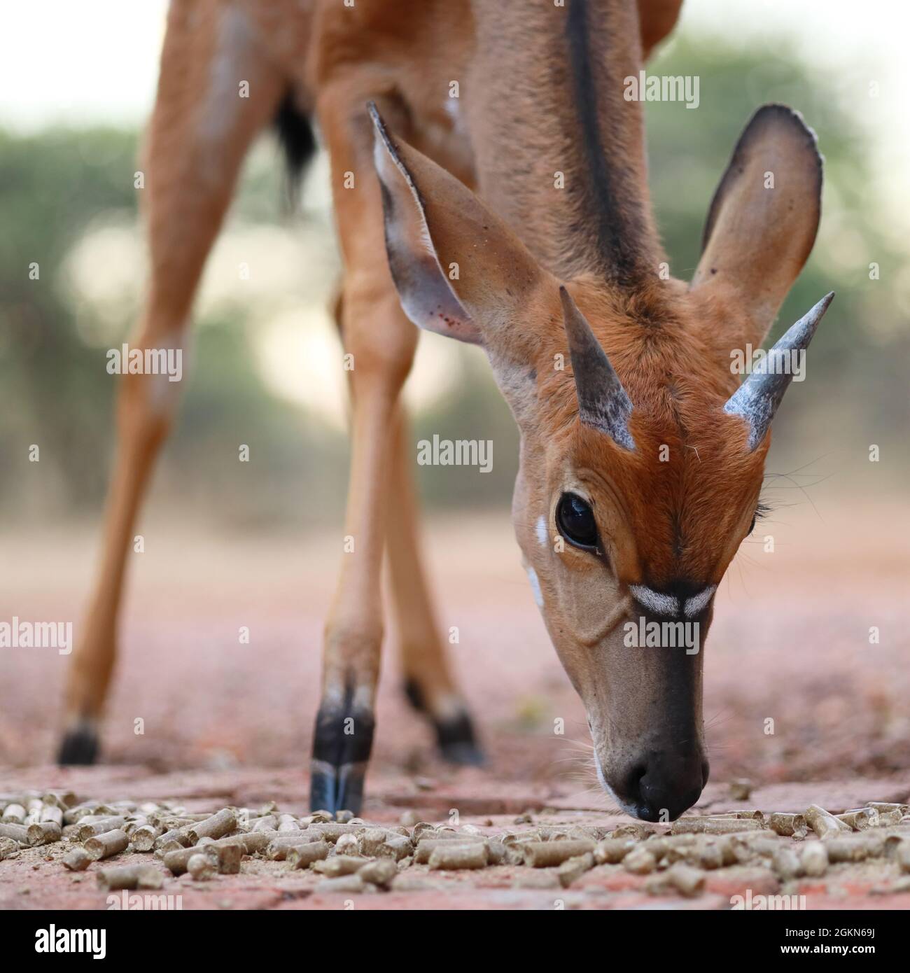 Nahaufnahme Porträt eines jungen männlichen Nyala Tragelaphus angasii-Antilopen mit kurzen Hörnern, die trockene Graspellets fressen, Südafrika Stockfoto