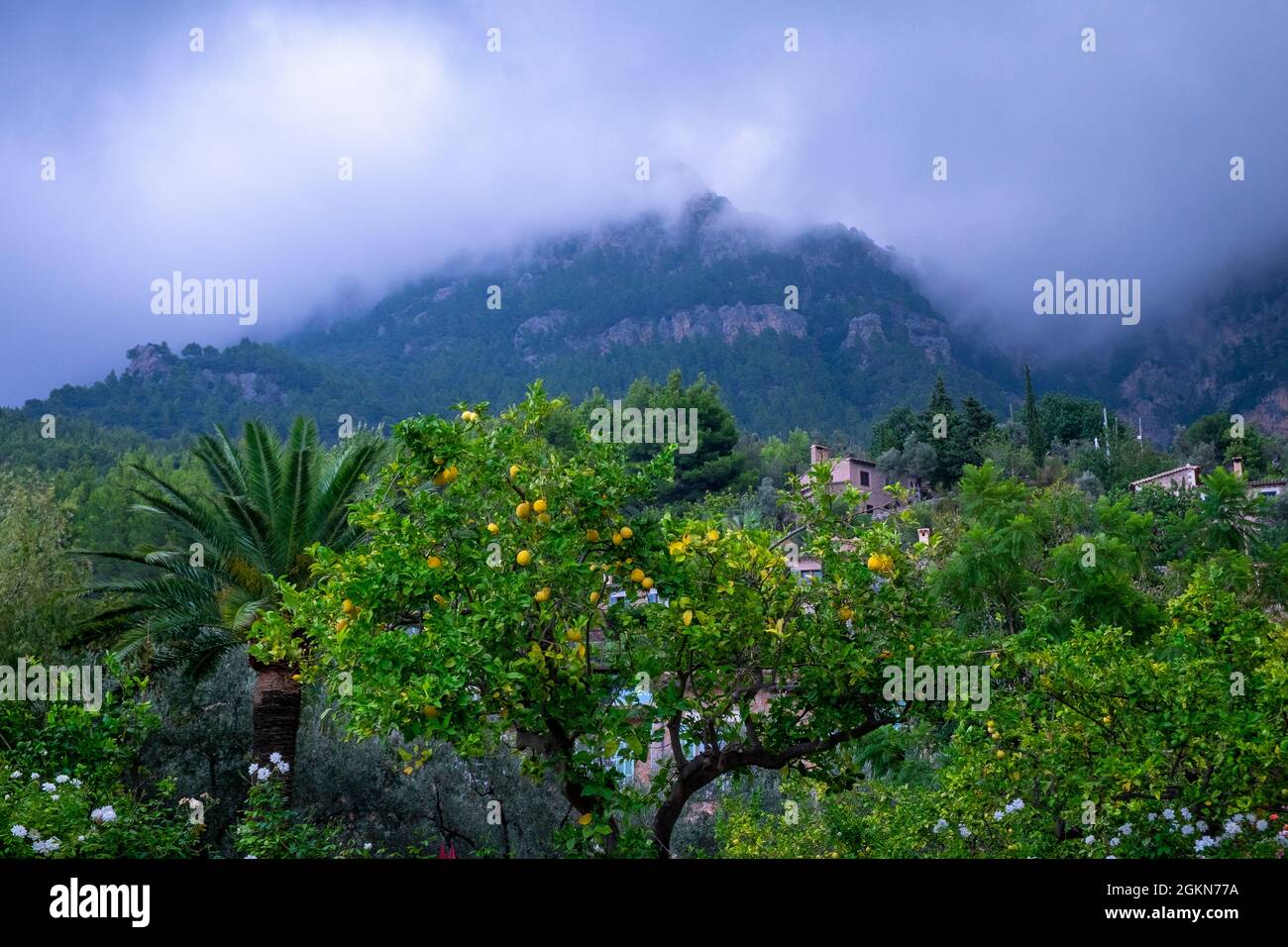 Zitronenbaum und neblige Regenwolken über der Sierra de Tramuntana, Deia, Mallorca Stockfoto