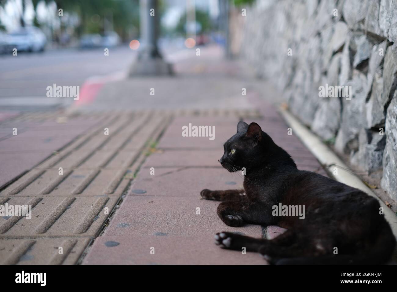 Eine streunende Katze mit einem großen Moskito auf der Nase Stockfoto
