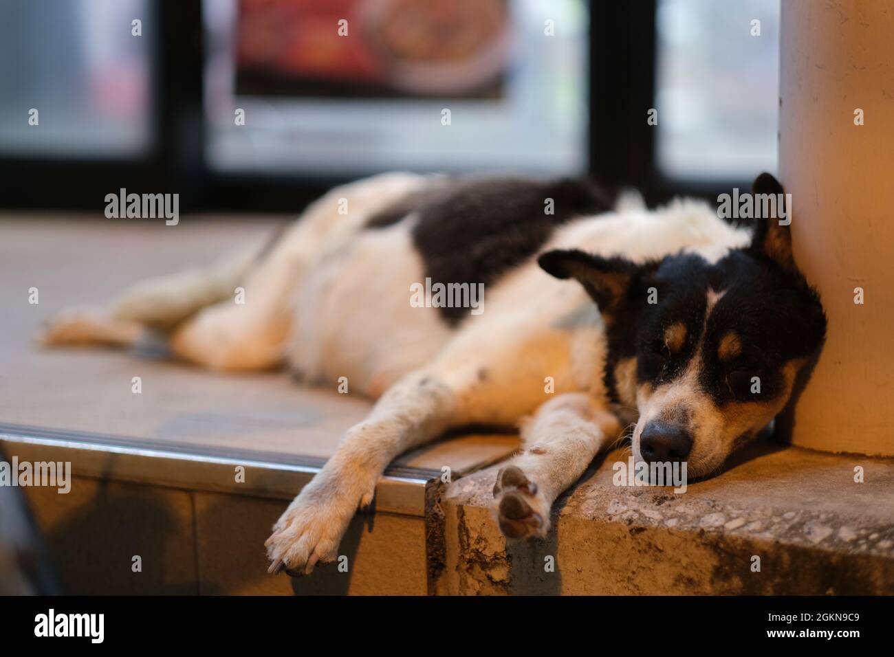 Ein müder streunender Hund ruht am Eingang des klimatisierten Ladens Stockfoto