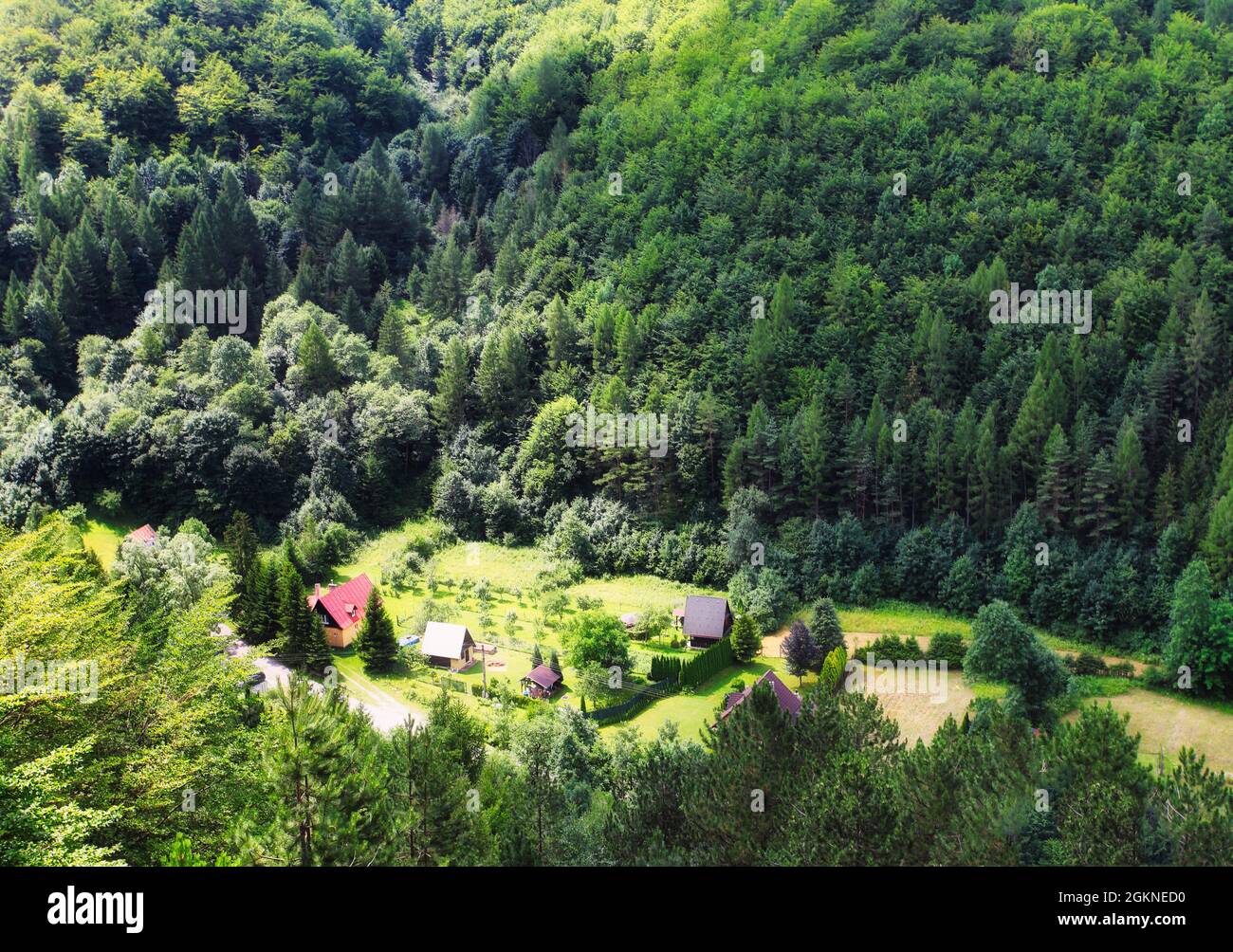 Naturwald mit grüner Wiese Stockfoto