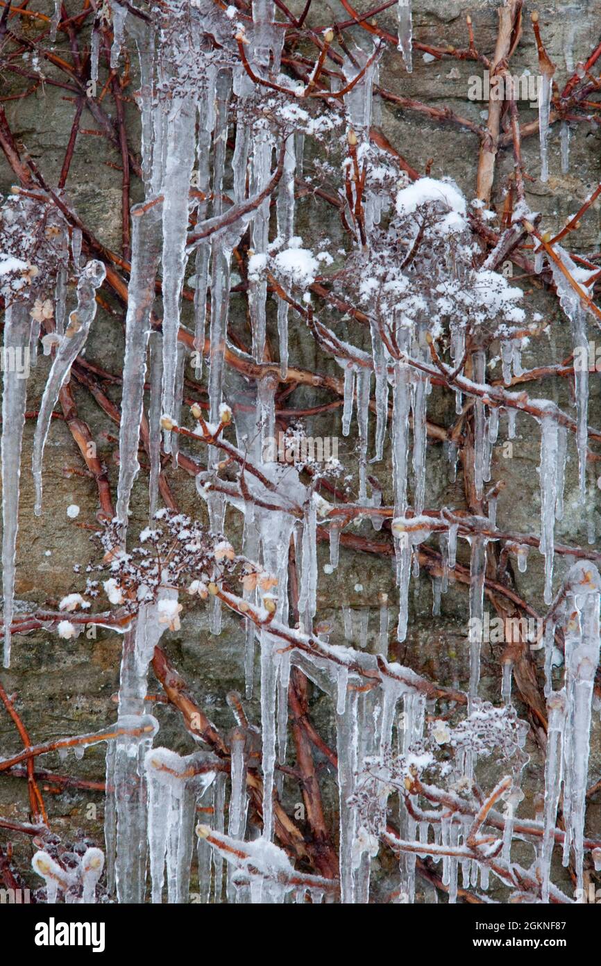 Eiszapfen in Großaufnahme auf Kletterpflanze im Winter Kälteeinbruch, UK Stockfoto