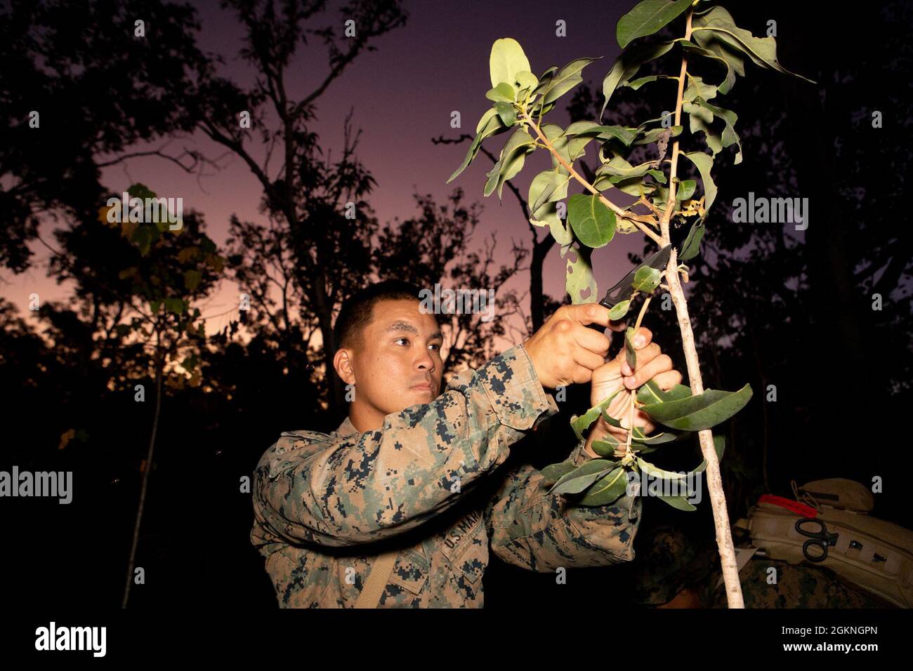 U.S. Marine Corps Lance CPL. Dang Nguyen, ein Kraftfahrzeugbetreiber beim Combat Logistics Battalion 7, Marine Rotational Force – Darwin, schneidet während einer Wildnistrainingsklasse im Mount Bundy Training Area in NT, Australien, 5. Juni 2021 einen Ast von einem Baum ab. CLB-7 hielt eine Einweisung in das Wildnisüberleben-Training für Marines mit MRF-D, die an einer Feldtrainingsübung teilnahm. Die Schulung konzentrierte sich auf die Bedeutung der Reduzierung der Exposition in jeder wilden Umgebung und verschiedene Möglichkeiten, ein Tierheim zu schaffen. Stockfoto