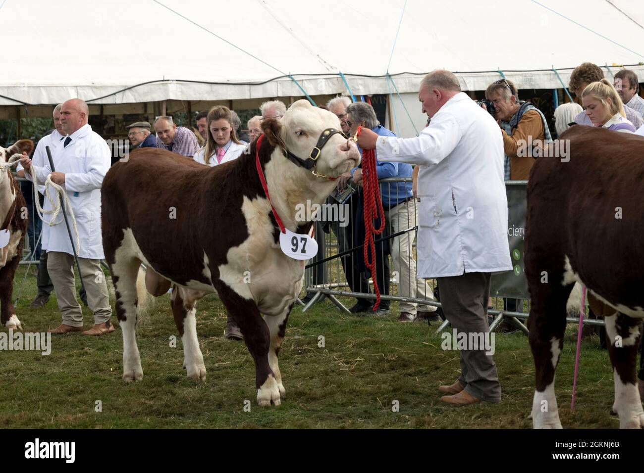 Juidging Hereford-Bulle auf der Moreton in Marsh Agricultural Show 2021 UK Stockfoto