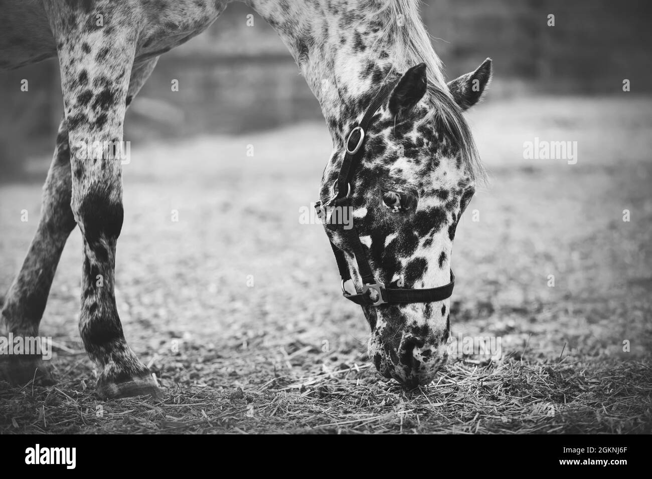 Ein schwarz-weißes Bild eines schönen gefleckten Pferdes, das auf einer Wiese grast und Heu frisst. Viehzucht und Landwirtschaft. Stockfoto