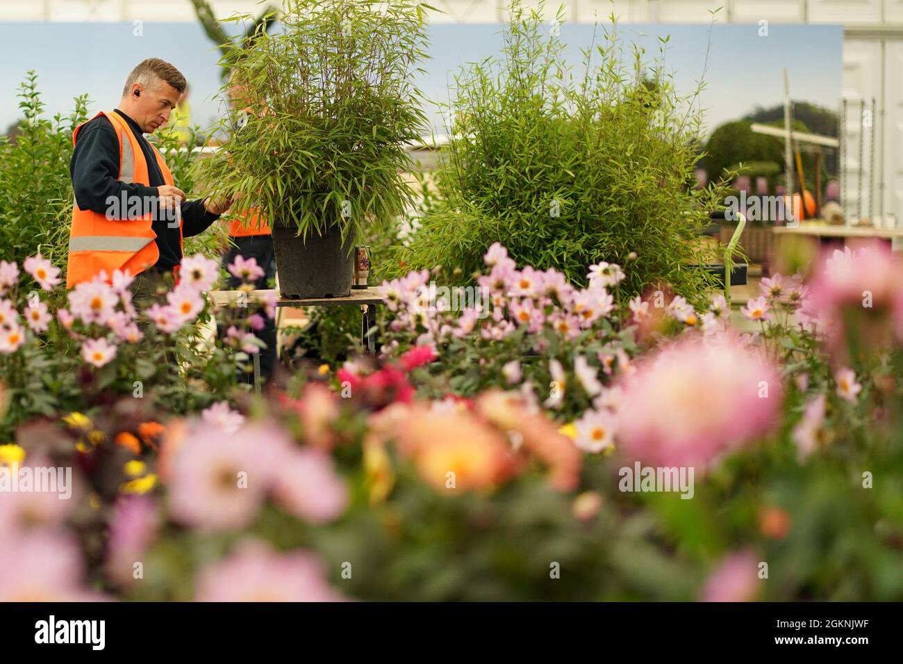 Ein Gärtner bei der Arbeit im Grand Pavilion während des Bautages vor der RHS Chelsea Flower Show im Royal Hospital Chelsea, London. Bilddatum: Mittwoch, 15. September 2021. Stockfoto