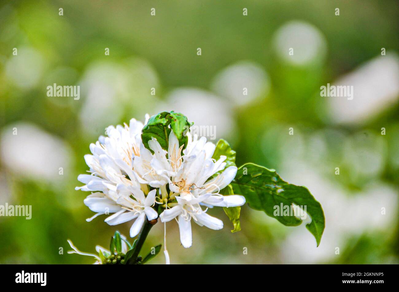 Nice Ta Dung See in der Provinz Dak Nong Zentralvietnam Stockfoto