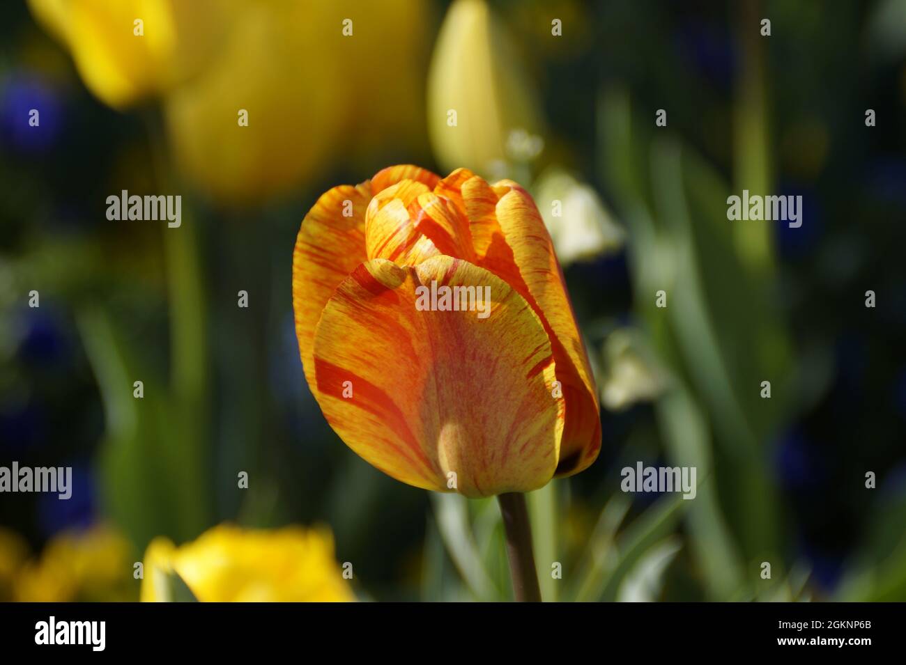 Eine schöne gelbe Tulpe mit roten Streifen an einem sonnigen Apriltag auf der Blumeninsel Mainau in Deutschland Stockfoto