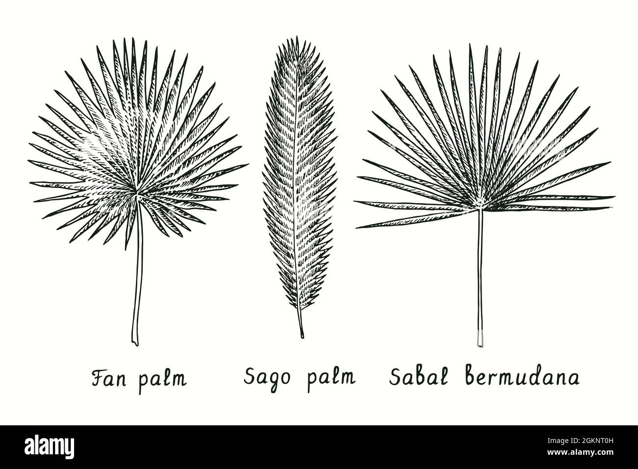 Fächerpalme (Livistona, australien), Sago-Palme (Cycas revolut), Sabal-Bermudana-Blatt. Tusche schwarz-weiße Doodle Zeichnung im Holzschnitt-Stil. Stockfoto
