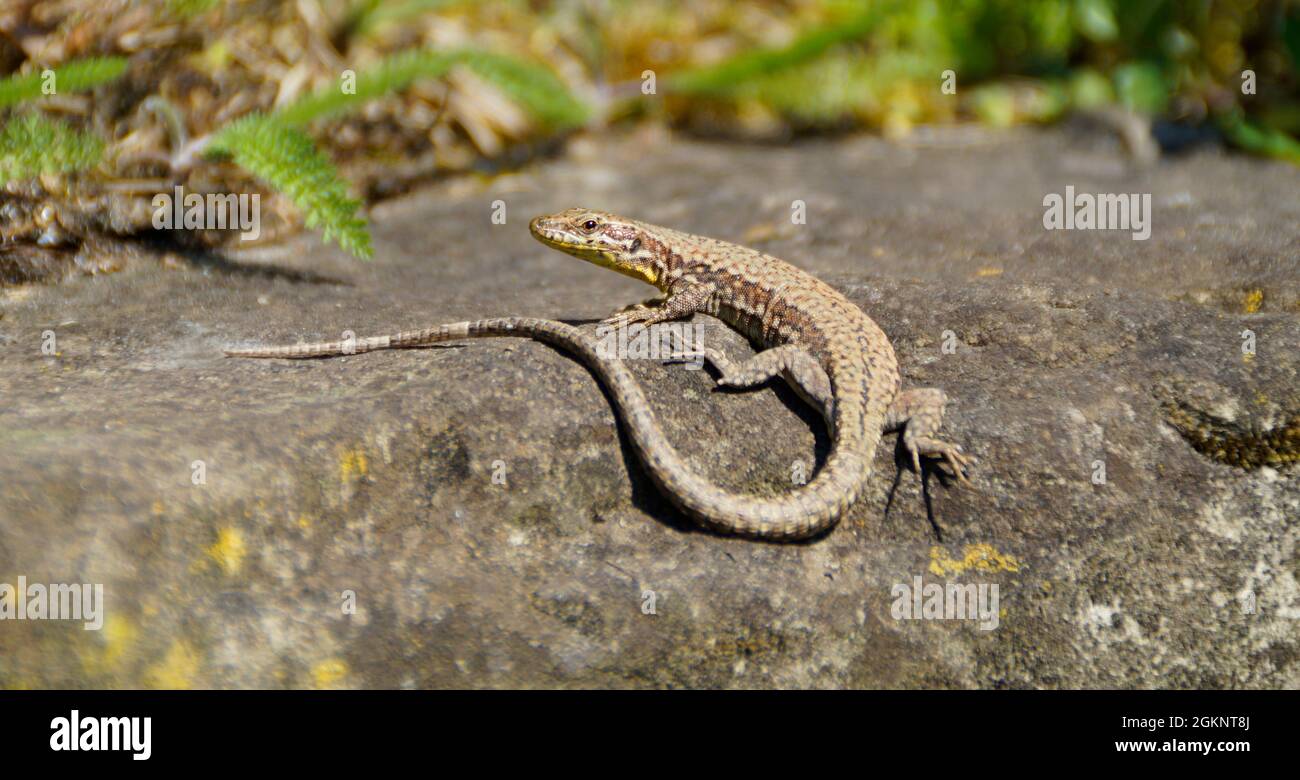Eine niedliche Eidechse, die sich in der Frühlingssonne auf der Insel Mainau in Deutschland sonnt Stockfoto