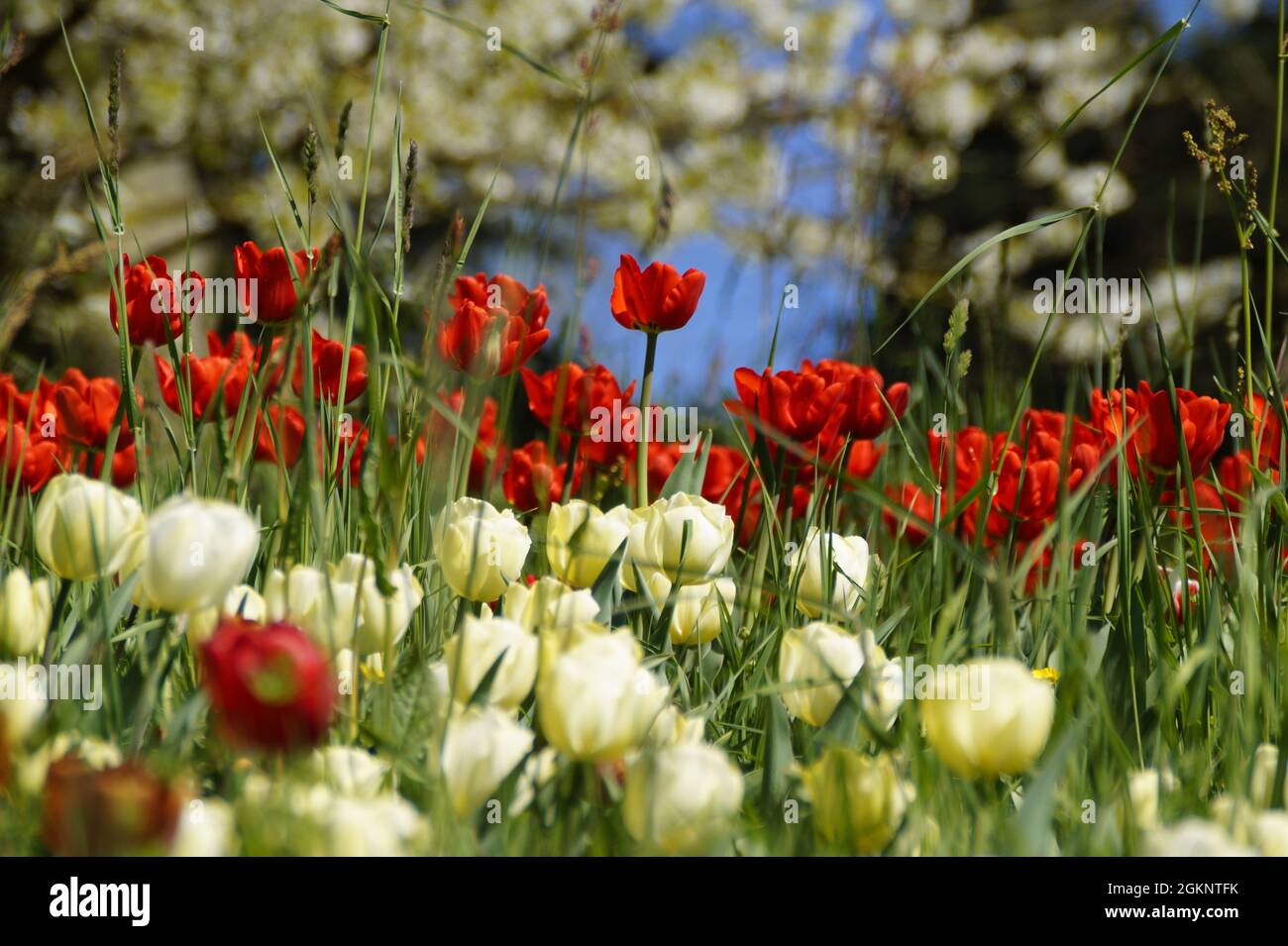 Eine üppige Frühlingswiese mit weißen und roten Tulpen auf der Blumeninsel Mainau an einem sonnigen Apriltag (Deutschland) Stockfoto