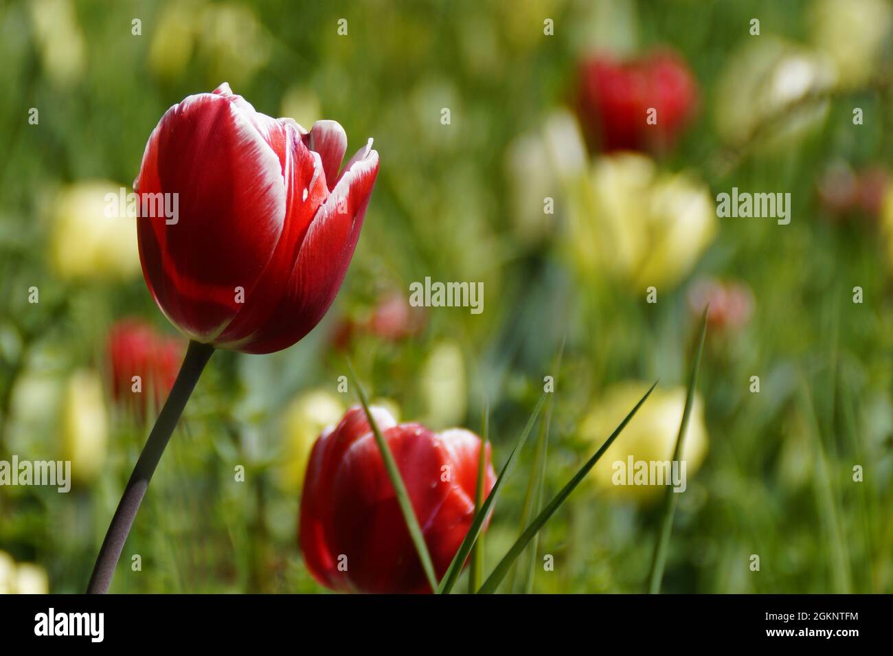 Eine wunderschöne rote Tulpe mit einem weißen Rand auf der Blumeninsel Mainau in Deutschland Stockfoto