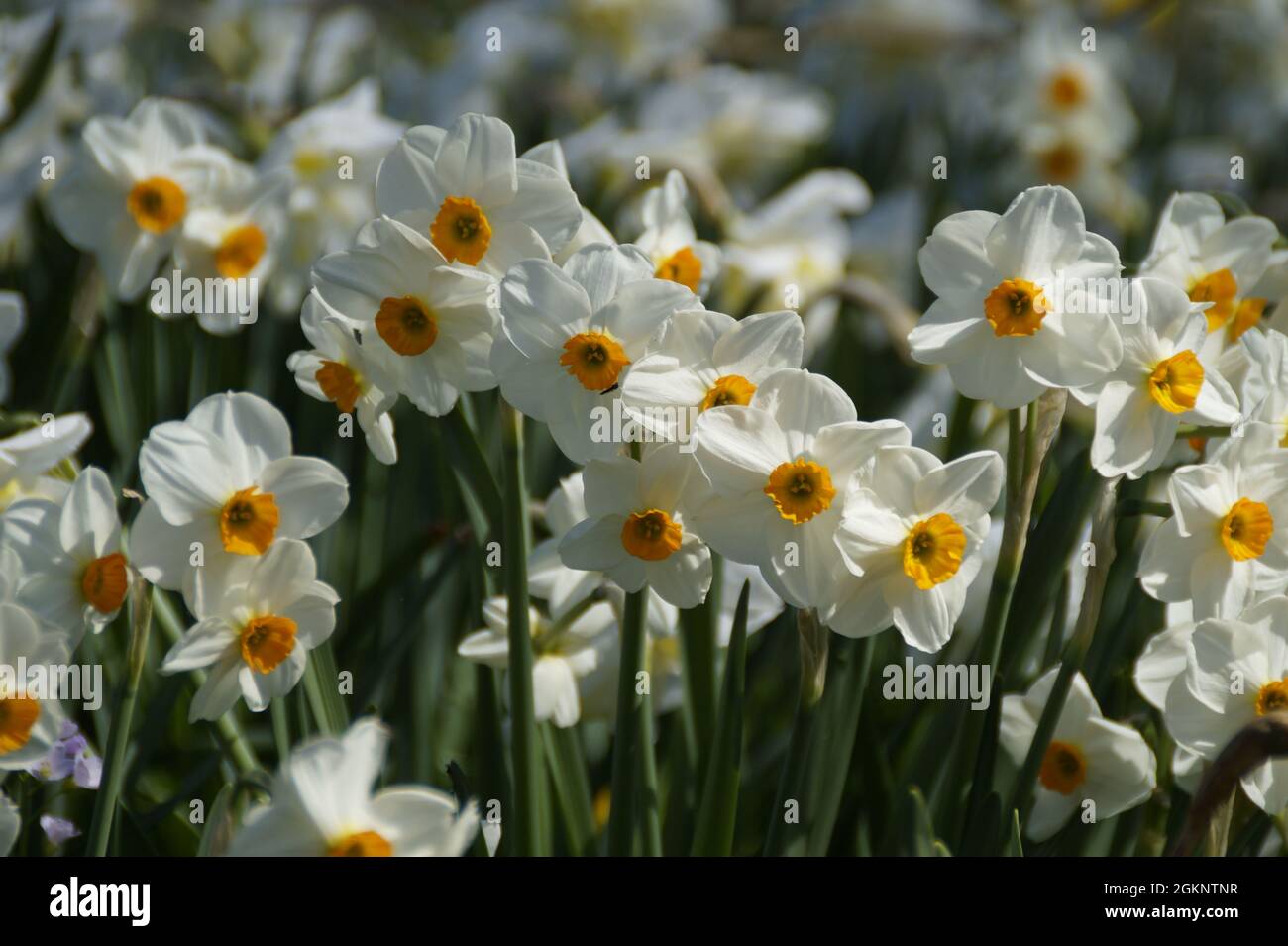 Eine Frühlingswiese voller weißer Narzissen auf der Blumeninsel Mainau in Deutschland Stockfoto