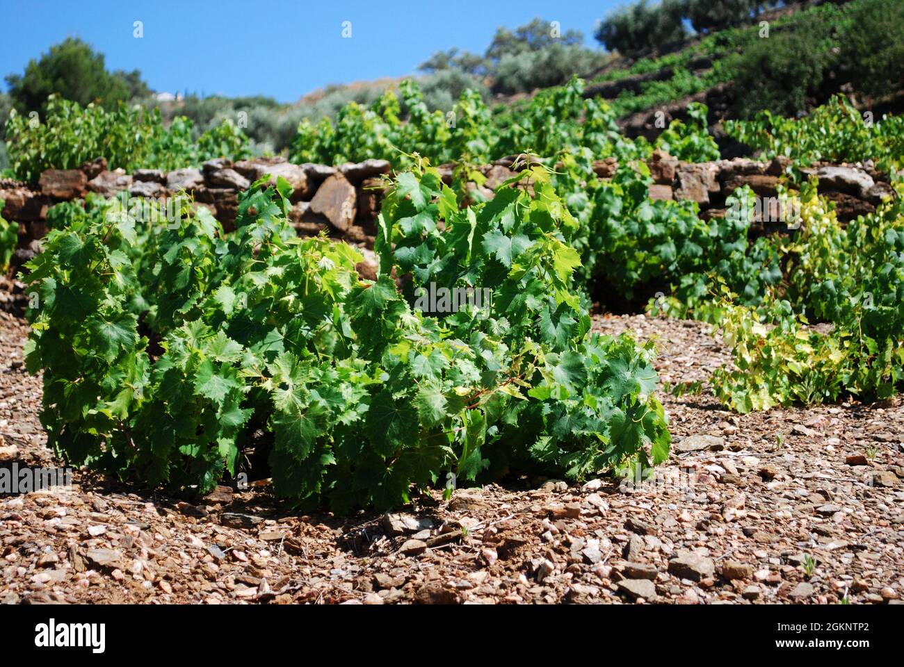 Weinreben, die in der spanischen Landschaft zwischen Torrox und Competa, Provinz Málaga, Andalusien, Spanien, Westeuropa wachsen. Stockfoto