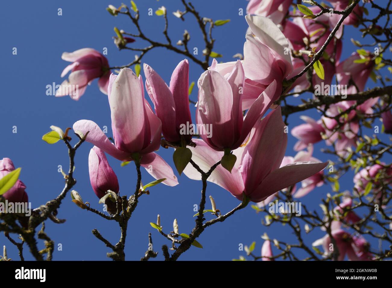 Wunderschöne rosa Magnolien an einem sonnigen Frühlingstag auf der Insel Mainau in Deutschland Stockfoto
