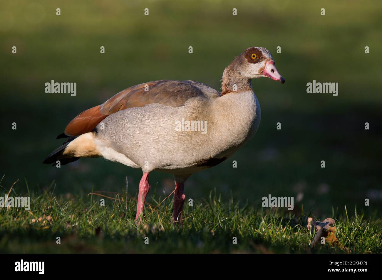 Nahaufnahme einer ägyptischen Gans auf einer Wiese Stockfoto