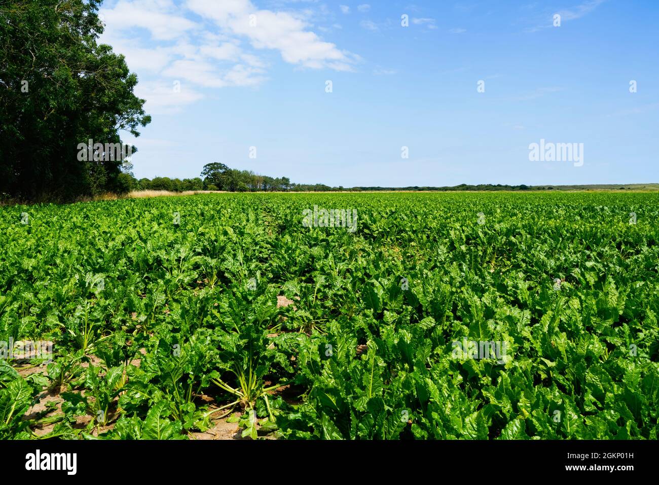 Bäume und Sträucher Grenzen an ein Feld von Zuckerrüben, das in der Nähe von Horsey in Norfolk wächst Stockfoto