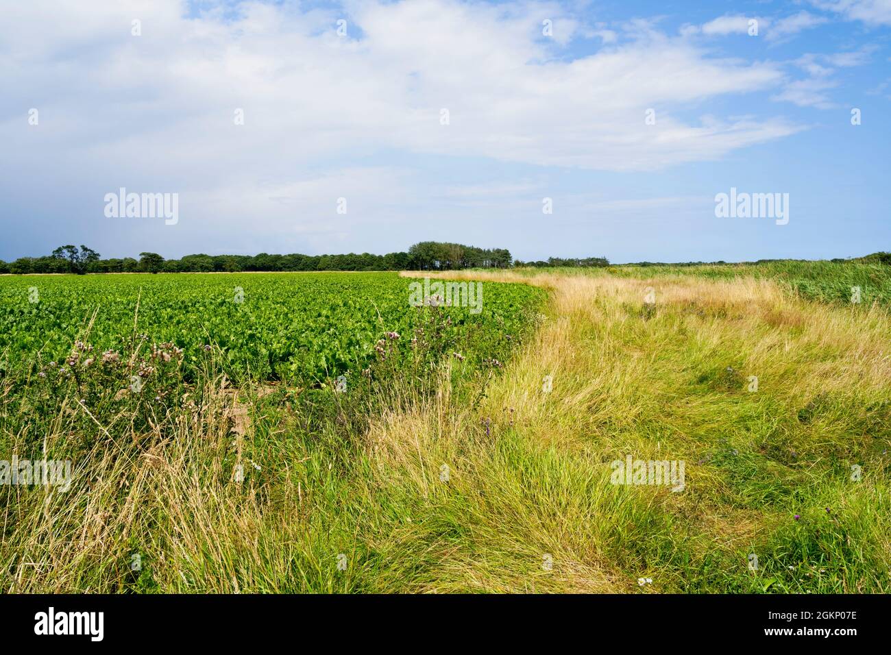 Schmaler Streifen von Wiesenwinden zwischen Zuckerrüben- und Maisfeldern unter dem dunklen Sommerhimmel in Norfolk. Stockfoto