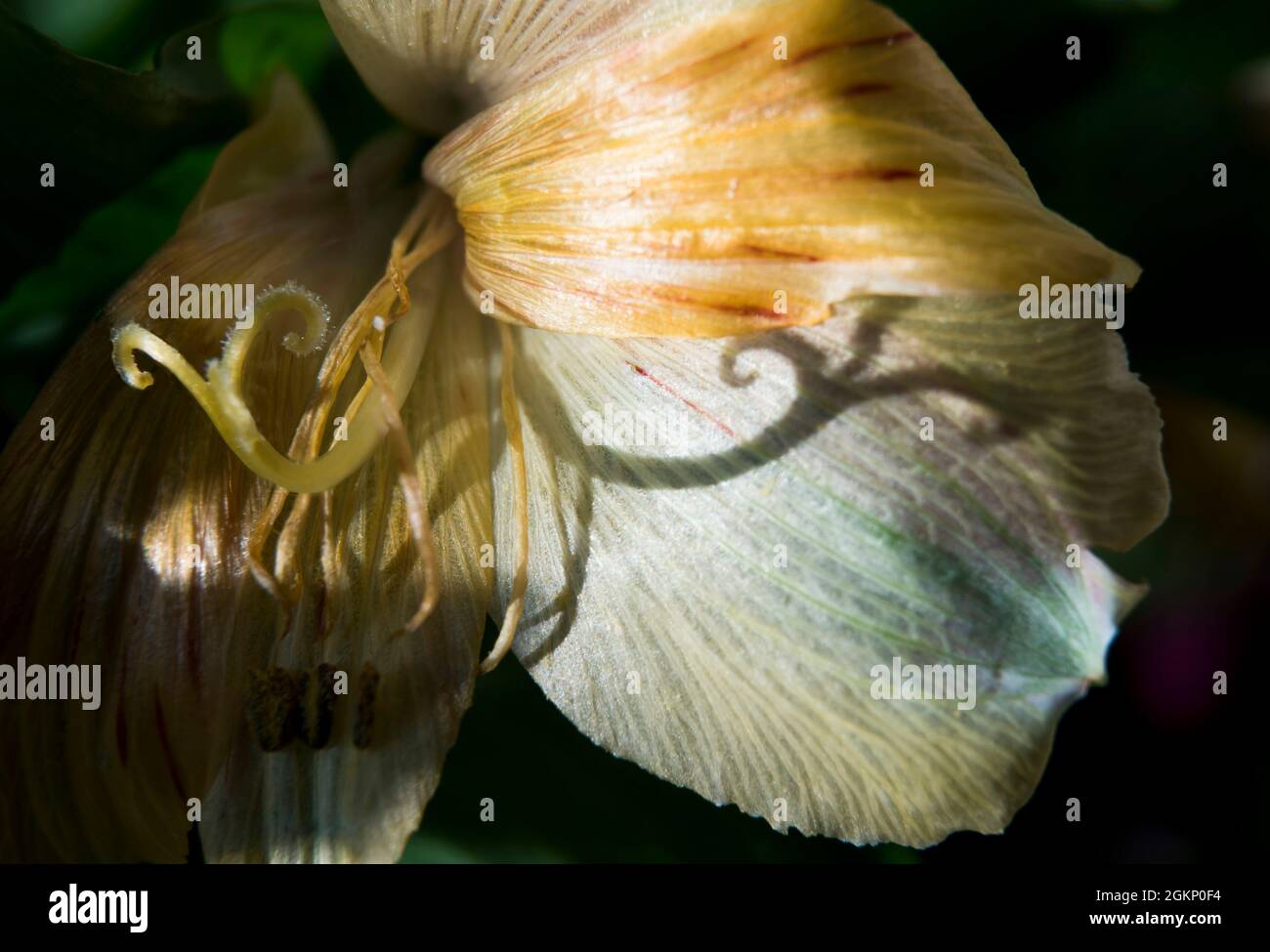 Blumenschatten ornamental Stockfoto