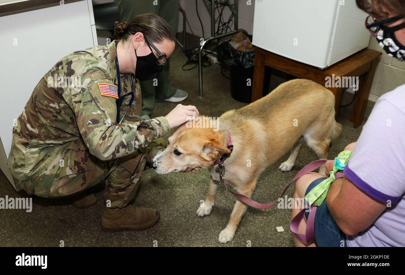 Rebecca Reed, die für Veterinärdienste der Quantico Veterinary Treatment Facility (VTF) verantwortliche US-Militärkaptin, führt eine jährliche Überprüfung von Onna auf der Marine Corps Base Quantico, Virginia, durch. 9. Juni 2021. Die Hauptaufgabe der VTF besteht darin, eine vollständige tierärztliche Versorgung für alle Haustiere und Tiere in staatlichem Besitz des Dienstmitglieds zu gewährleisten. Stockfoto