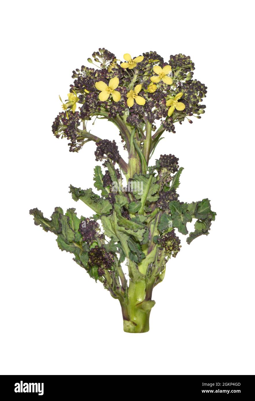 Brokkoli - Brassica oleracea var. italica Stockfoto