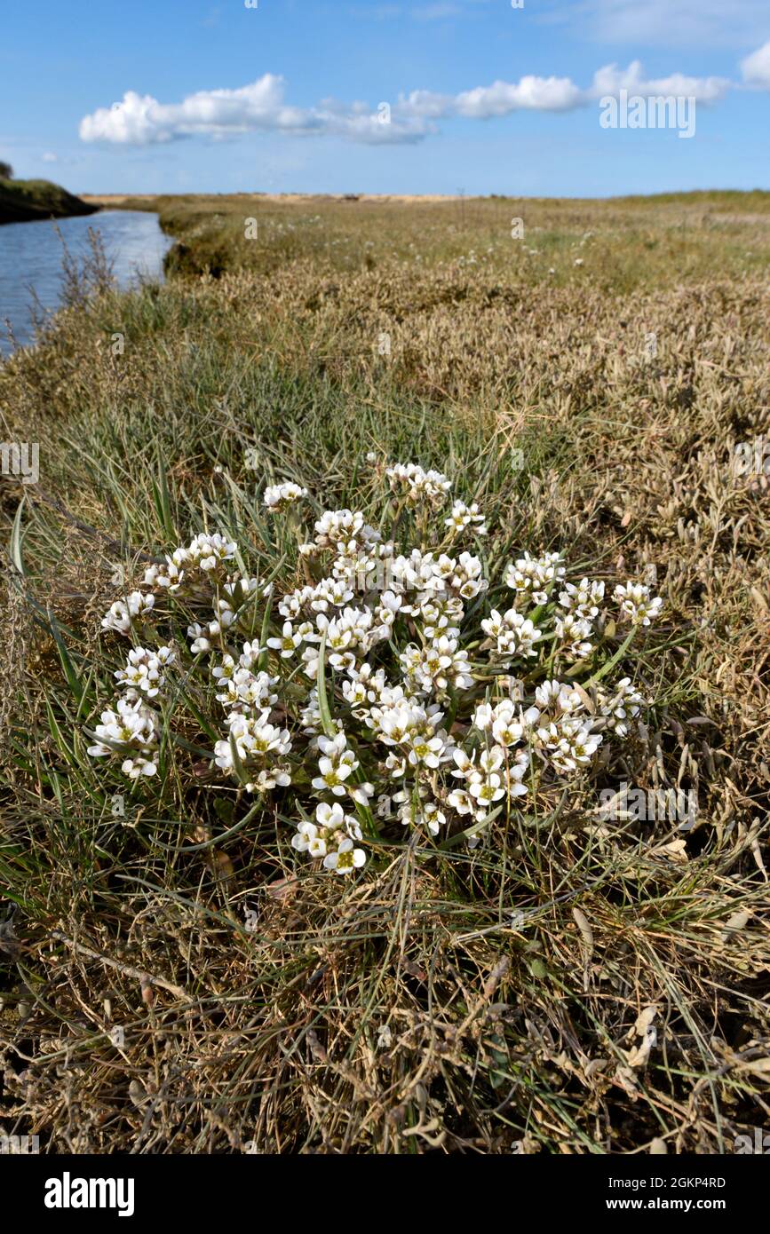 Englisch Skorvy-Grass - Cochlearia anglica Stockfoto