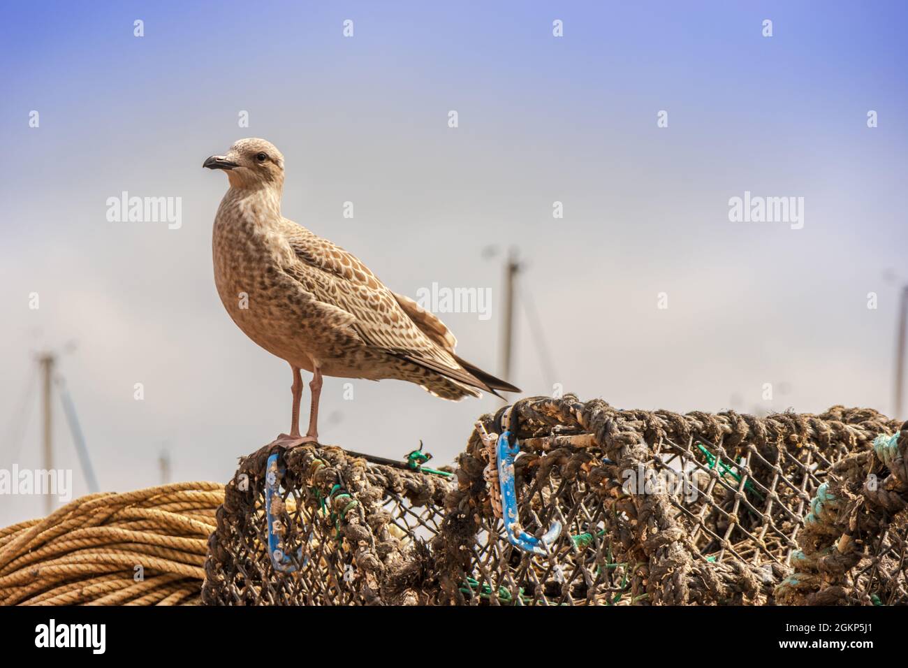Juvenile melierte braune Heringsmöwe auch Larus argentatus, der auf alten Hummertöpfen posiert. Stockfoto