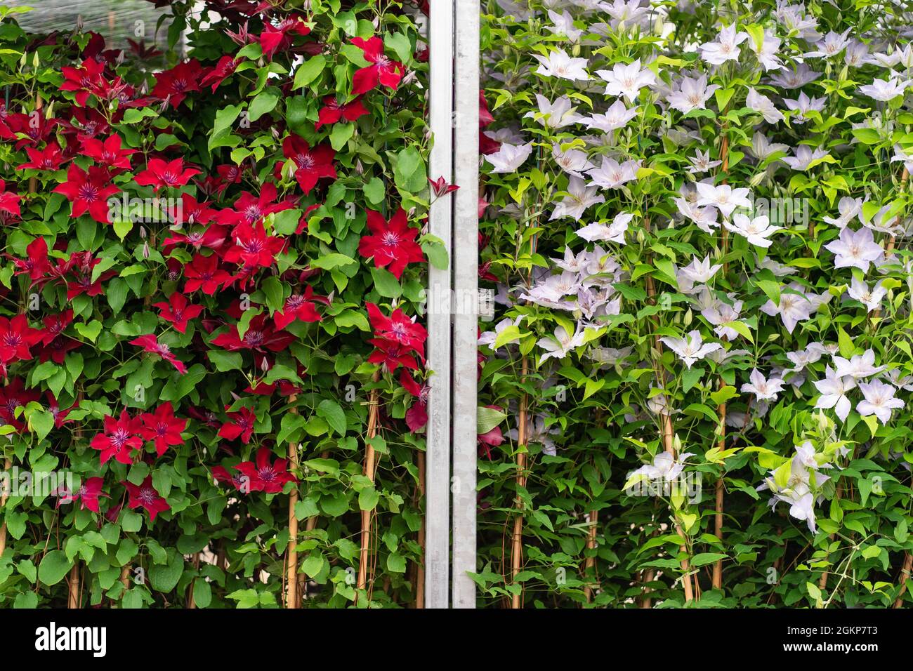 Clematis-Werke stehen während eines Bautages vor der RHS Chelsea Flower Show, die nächste Woche im Royal Hospital Chelsea, London, eröffnet wird, auf Trolleys. Bilddatum: Mittwoch, 15. September 2021. Stockfoto