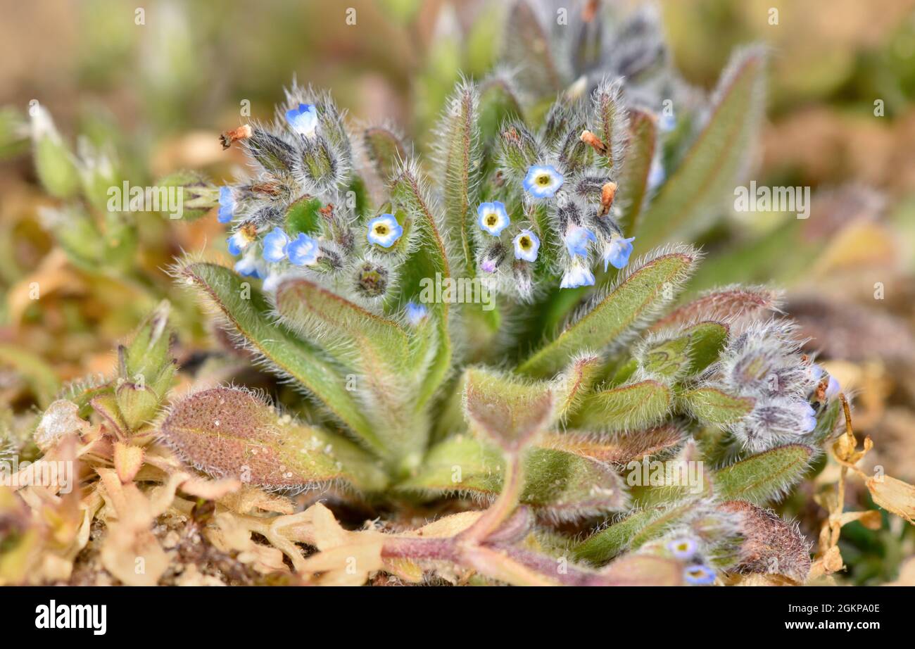 Early Forget-Me-Not - Myosotis ramosissima Stockfoto