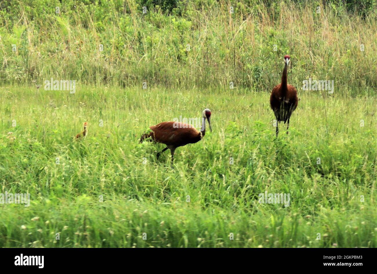 Sandhill-Kraniche und ihre Jungen werden am 11. Juni 2021 auf dem Cantonment-Gebiet in Fort McCoy, Wis. gezeigt. Der Sandhill-Kran (Antigone canadensis) ist eine Art von Großkran aus Nordamerika und dem äußersten Nordosten Sibiriens. Der gebräuchliche Name dieses Vogels bezieht sich auf Lebensraum wie den am Platte River, am Rande der Sandhills von Nebraska in der American Plains. Sandhill-Kraniche sind in Fort McCoy regelmäßig Schauplatz. Das Wildtiermanagement auf dem Postweg wird von der Direktion für öffentliche Arbeiten, Abteilung für Umwelt, natürliche Ressourcen, durchgeführt. Stockfoto