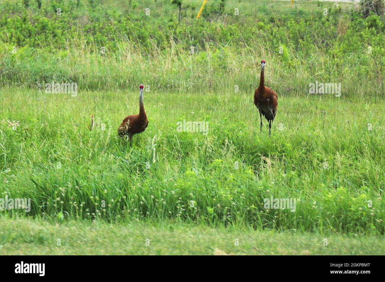 Sandhill-Kraniche und ihre Jungen werden am 11. Juni 2021 auf dem Cantonment-Gebiet in Fort McCoy, Wis. gezeigt. Der Sandhill-Kran (Antigone canadensis) ist eine Art von Großkran aus Nordamerika und dem äußersten Nordosten Sibiriens. Der gebräuchliche Name dieses Vogels bezieht sich auf Lebensraum wie den am Platte River, am Rande der Sandhills von Nebraska in der American Plains. Sandhill-Kraniche sind in Fort McCoy regelmäßig Schauplatz. Das Wildtiermanagement auf dem Postweg wird von der Direktion für öffentliche Arbeiten, Abteilung für Umwelt, natürliche Ressourcen, durchgeführt. Stockfoto