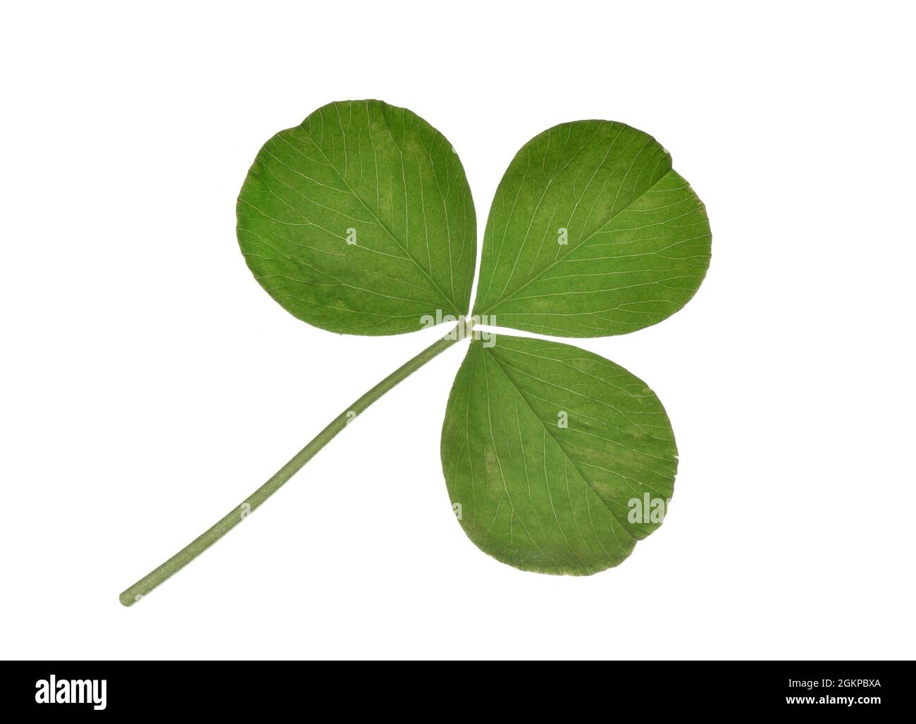 Crimson Clover - Trifolium incarnatum Stockfoto