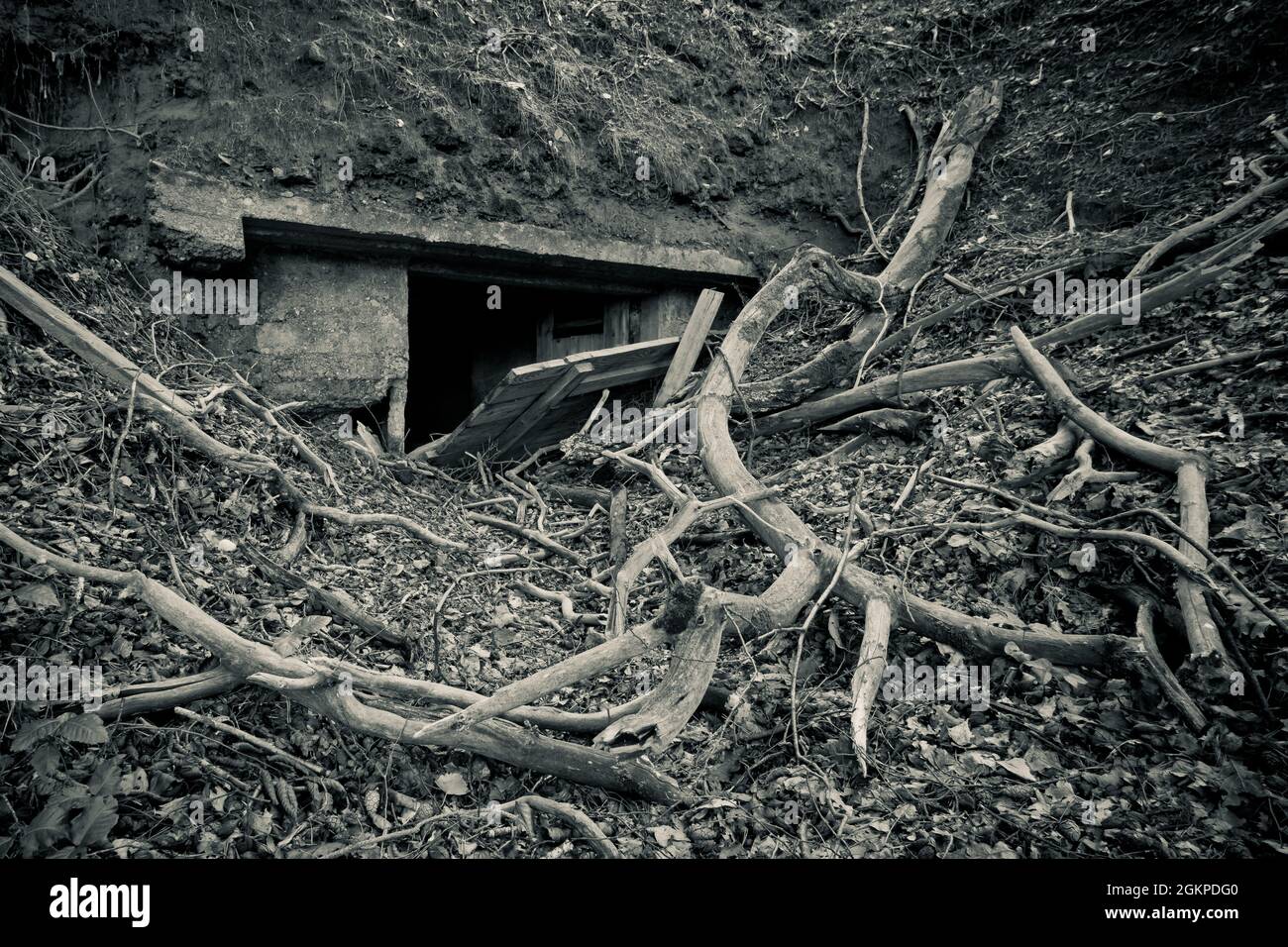 Ein alter verlassene Sandsteinkeller, eine versteckte Höhle im Wald, die in der Vergangenheit zur Lagerung genutzt wurde Stockfoto
