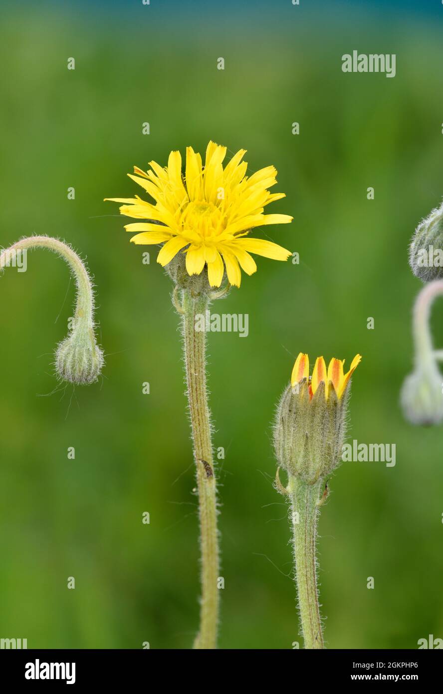 Stinking Hawk's-Beard - Crepis foetida Stockfoto