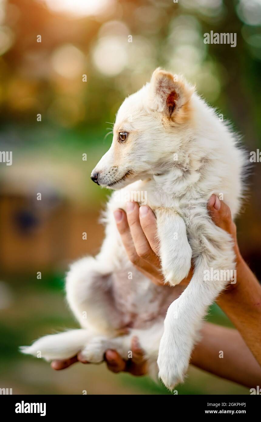 Kleiner Welpe, der sich an den Händen hält Stockfoto