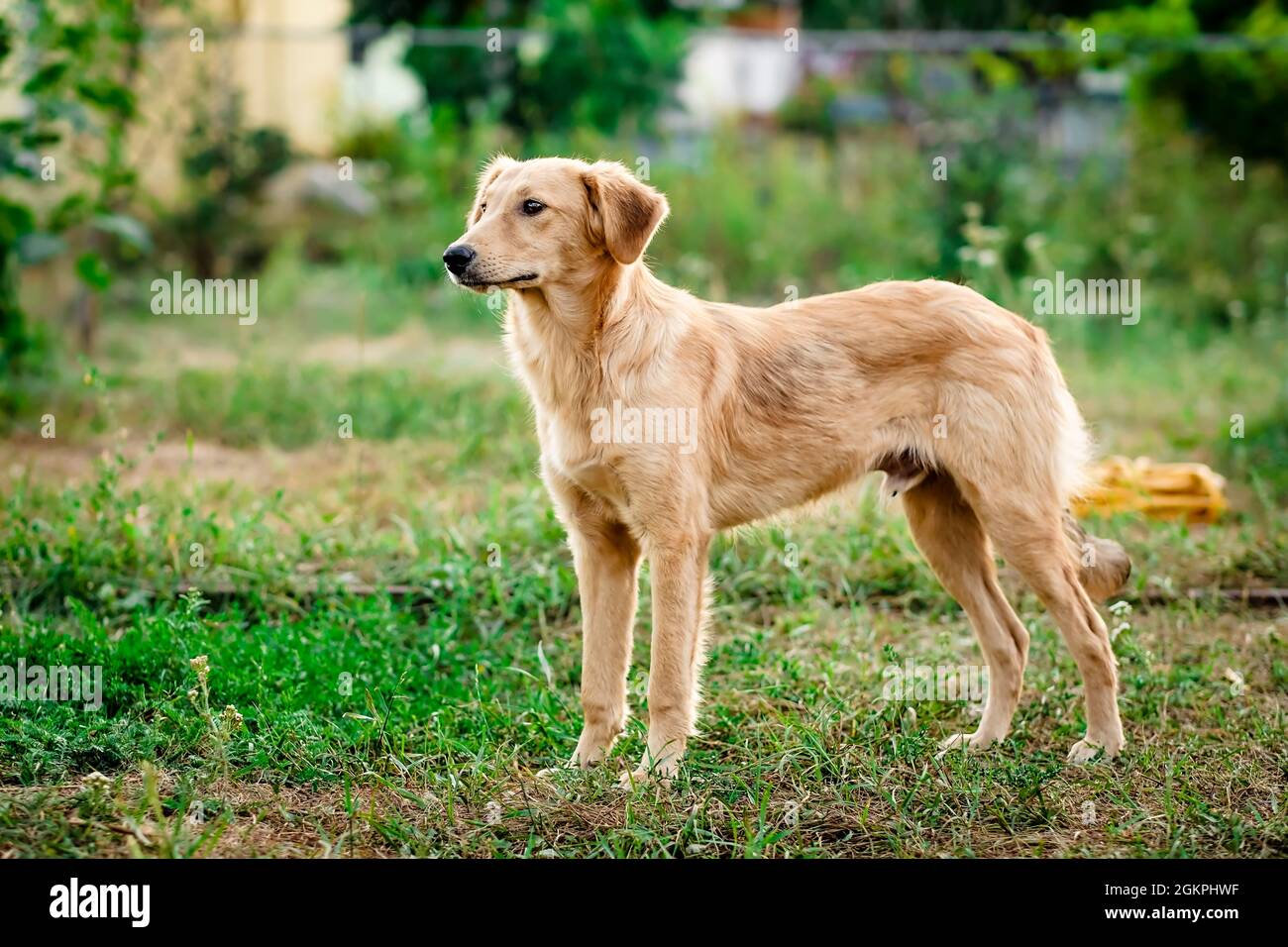Leichter Pelzhund freudig Stockfoto