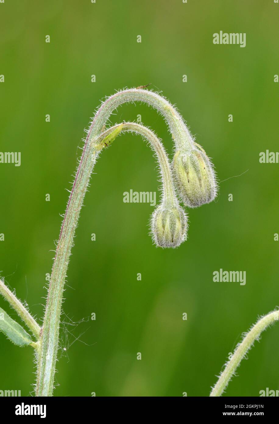 Stinking Hawk's-Beard - Crepis foetida Stockfoto