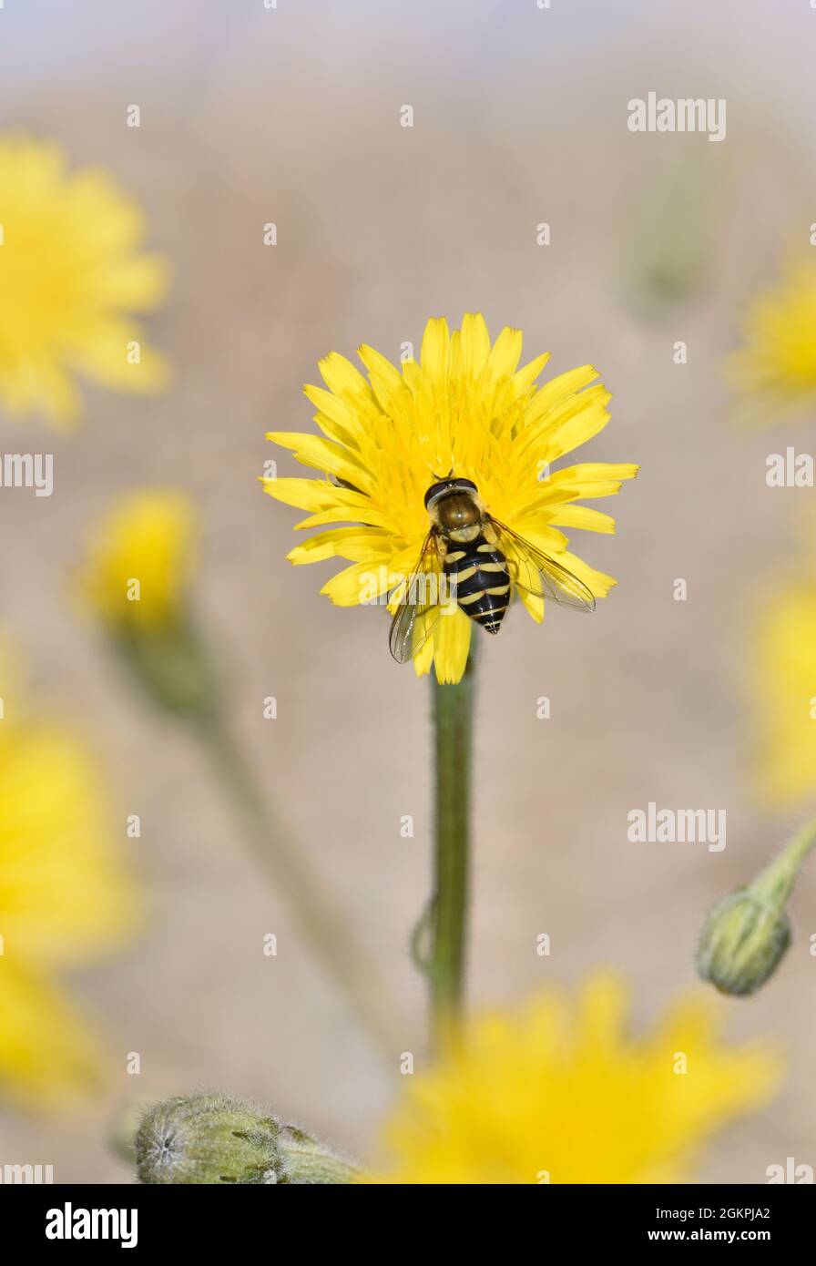 Stinking Hawk's-Beard - Crepis foetida Stockfoto