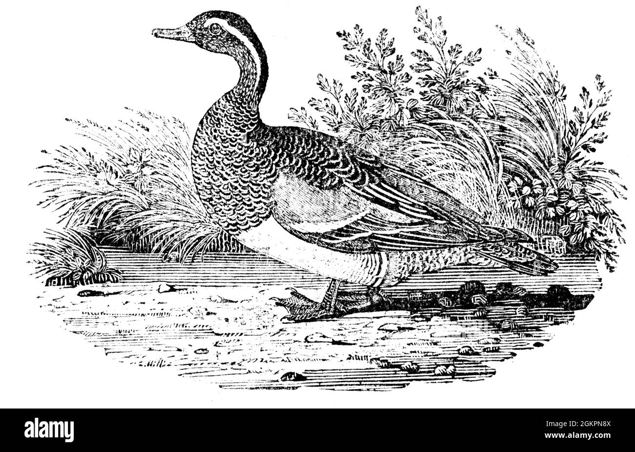 Ein Vogel, der von Thomas Bewick aus 'The History of British Birds' von graviert wurde Stockfoto