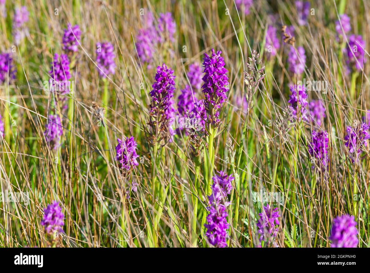 Seltene Wilde Orchideen in West Wittering, West Sussex, England, Großbritannien Stockfoto