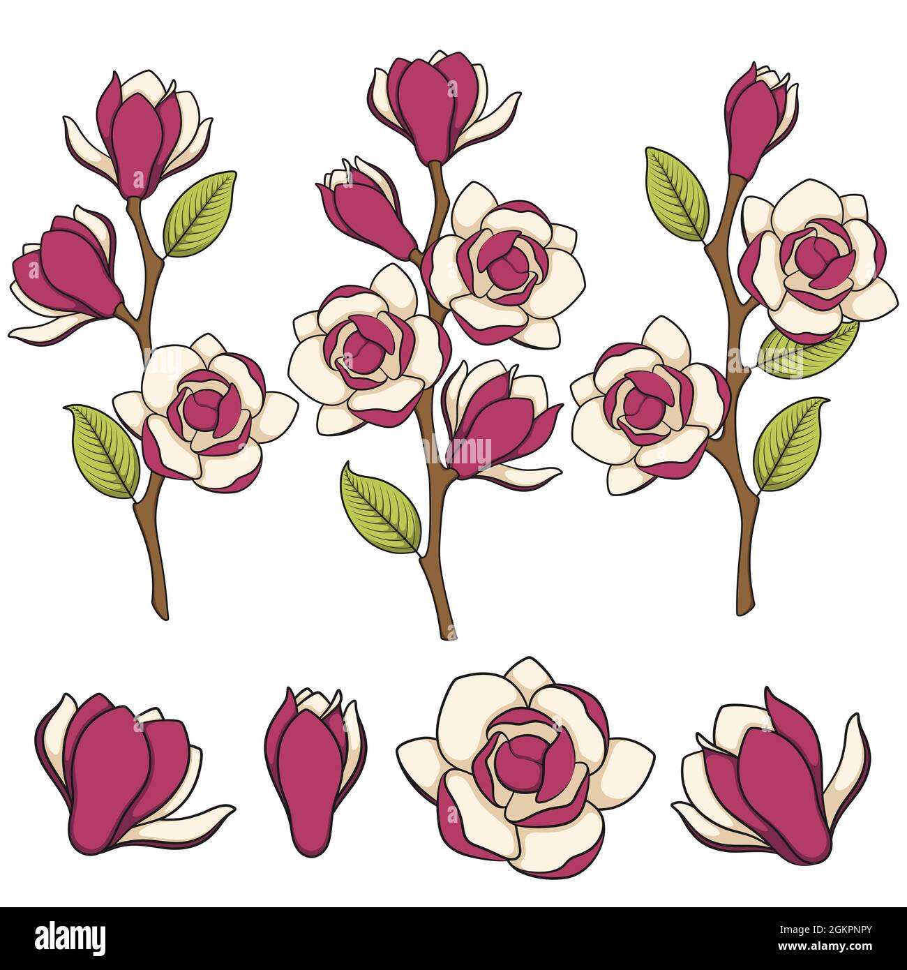 Satz von farbigen Illustrationen von blühenden Magnolienzweigen. Isolierte Vektorobjekte auf weißem Hintergrund. Stock Vektor