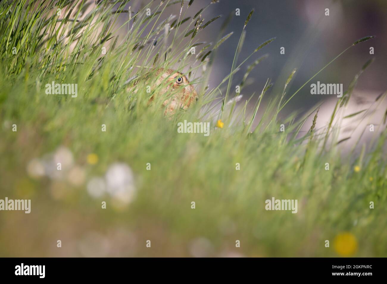 Brauner Hase [Lepus europaeus] [Europäischer Hase] auf einer Wiese Stockfoto
