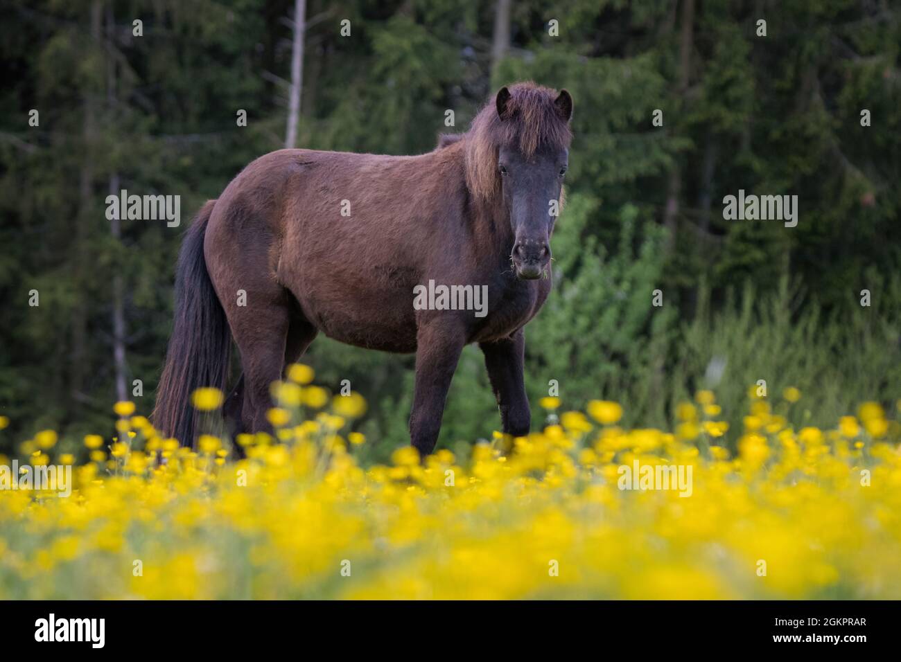 Hengst auf einer blumenwiese -Fotos und -Bildmaterial in hoher